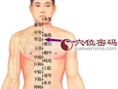华盖穴位位置图