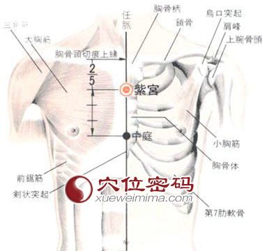 紫宫穴的位置解剖分析图