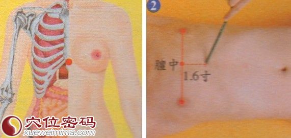 中庭穴的准确位置图