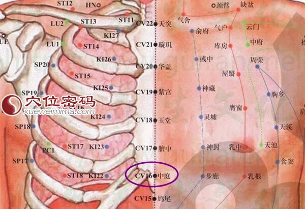 中庭穴的准确位置图
