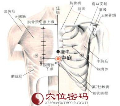 中庭穴的位置解剖分析图