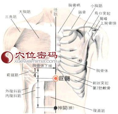 巨阙穴的位置解剖分析图
