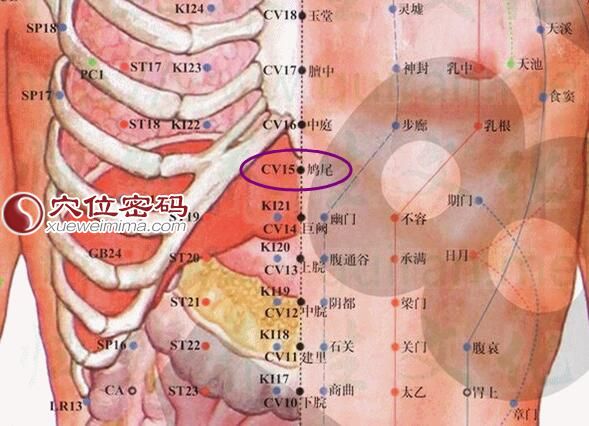 鸠尾穴的准确位置图