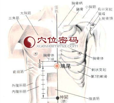 鸠尾穴的位置解剖分析图