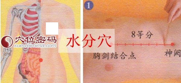 水分穴的准确位置图