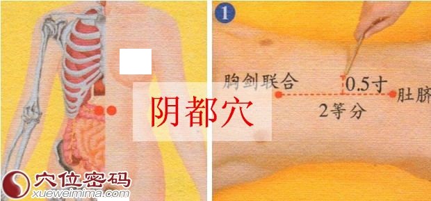 阴都穴的准确位置图