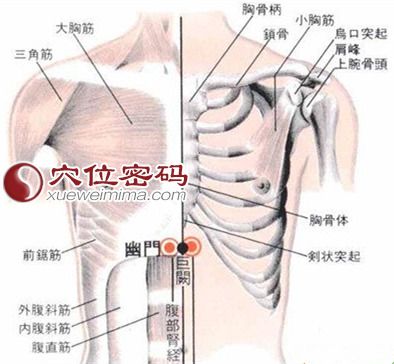 幽门穴的位置解剖分析图