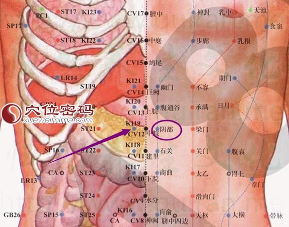 阴都穴的准确位置图