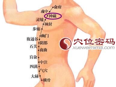 神藏穴的位置图