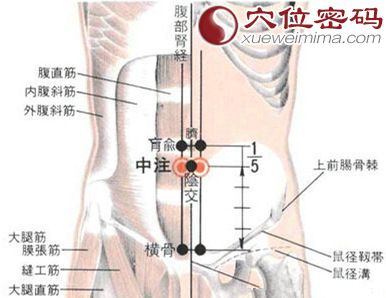 中注穴的位置解剖分析图