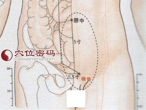 横骨穴位位置图