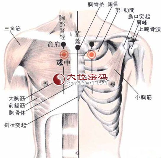 彧中穴的位置解剖分析图