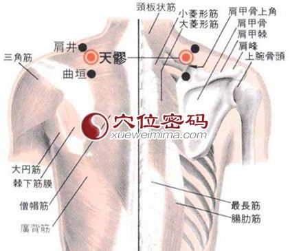 天髎穴的位置解剖分析图