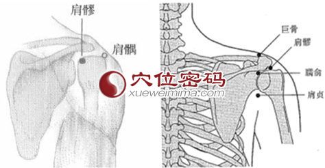 肩髎穴位位置图