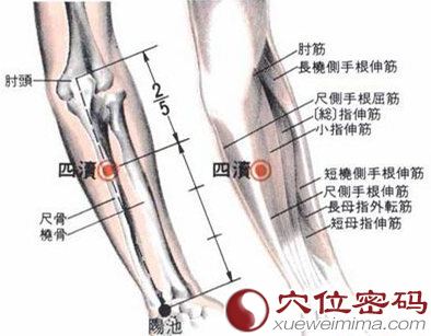 四渎穴的位置解剖分析图片