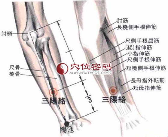 三阳络穴的位置解剖分析图