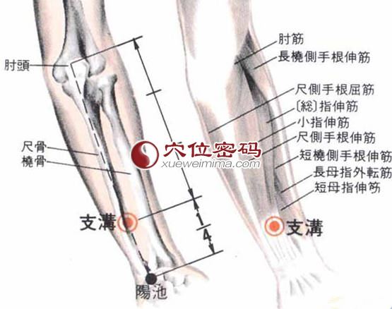 支沟穴的位置解剖分析图