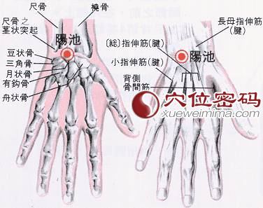 阳池穴的位置解剖分析图