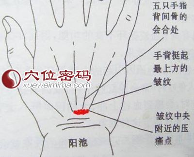 图解阳池穴的准确位置