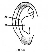 胸：耳部反射区