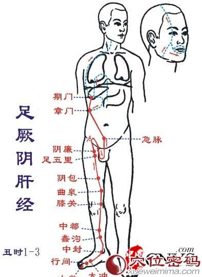 深入揭秘经络与五脏六腑的关系