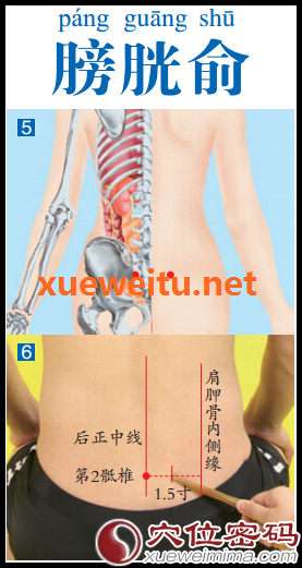 【膀胱俞穴】调理小便的保健穴