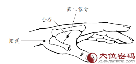 取合谷穴最简单的方法是把单手的拇指和食指合拢,合谷穴就在肌肉的最