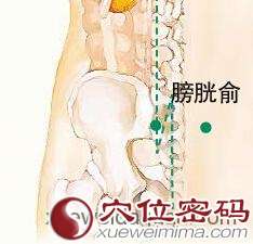 【膀胱俞穴】调理小便的保健穴