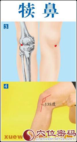 【犊鼻穴】治疗膝关节病的特效穴