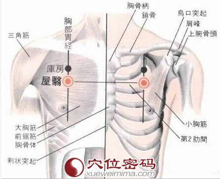 屋翳穴的位置解剖分析图