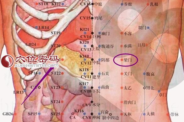 梁门穴的位置解剖分析图