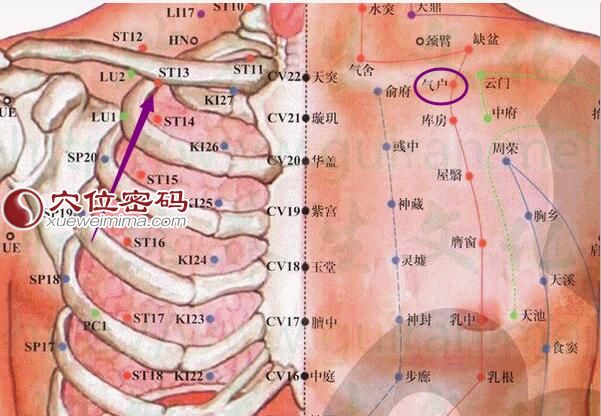气舍穴的位置解剖分析图
