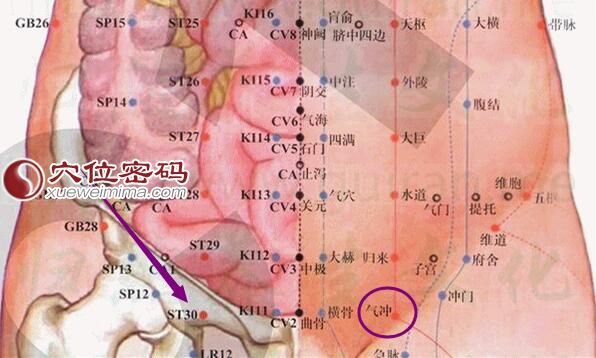 气冲穴的位置及解剖分析图
