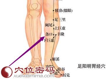 足阳明胃经条口穴位图