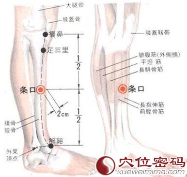 条口穴的位置解剖分析图