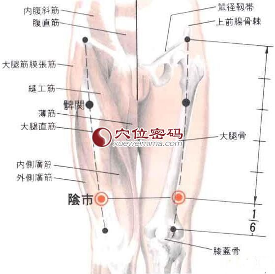 阴市穴的位置解剖分析图