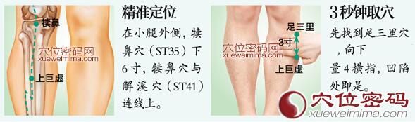 上巨虚穴的准确位置图及取穴方法