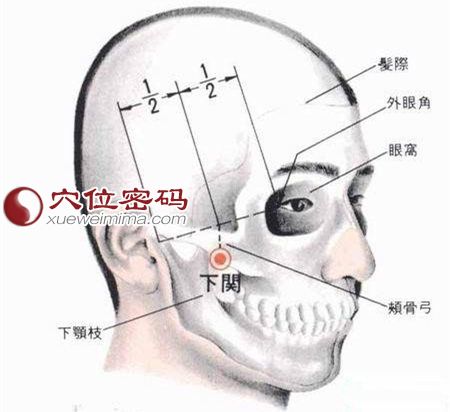 下关穴的位置解剖分析图