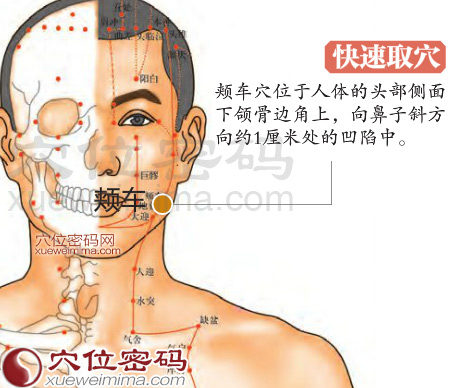 颊车穴的准确位置图