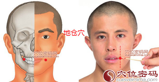 地仓穴的准确位置图