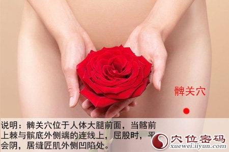 髀关穴的位置图