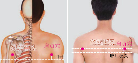 肩贞穴的准确位置图