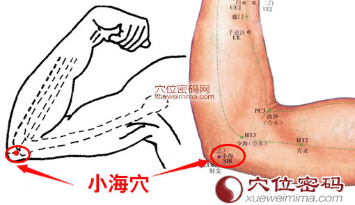 高清图解小海穴的准确位置图